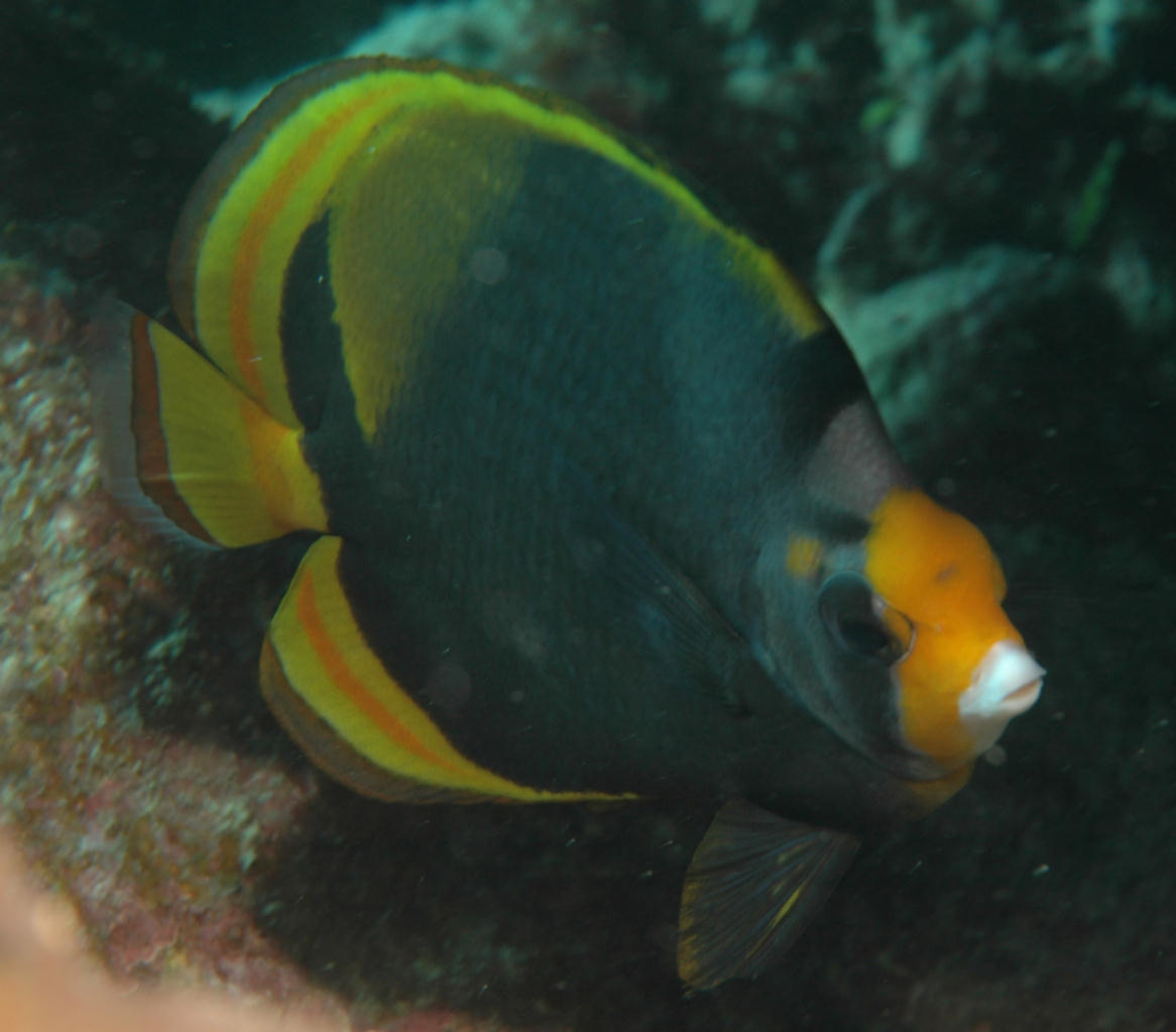 Chaetodon flavirostris (Pesce farfalla nero)